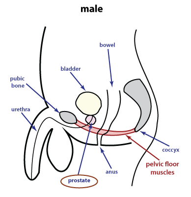 The prostate and prostate cancer The prostate and prostate cancer